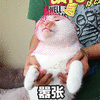 萌宠 猫咪 猫 喵星人 嚣张 搞怪
