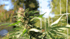 植物 叶子 风吹 自然