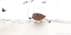 搞笑 煎饼果子 gif 美洲