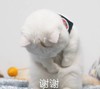 萌宠 喵星人 谢谢 鞠躬 搞怪 逗