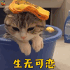 萌宠 猫 生无可恋 搞怪 soogif soogif出品