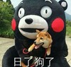 日了狗了 熊本熊 欢乐 可爱