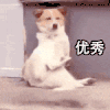 萌宠 汪星人 优秀 鼓掌 呆萌 可爱
