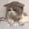 萌宠 可爱 逗 猫星人 搞笑 表情包
