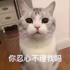 萌宠 猫星人 你忍心不理我吗 好奇 呆萌 可爱