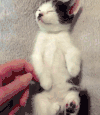 猫咪 喵星人 搞笑 可爱  熟睡