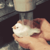 小鸟 洗澡 白色 可爱