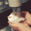 小鸟 洗澡 白色 可爱