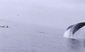 鲸鱼 大海 壮观 抓拍