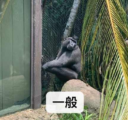 动物园 搞笑 魔性 萌宠 文字表情包