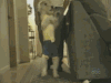 狗狗 穿衣服 可爱 走路