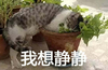 喵星人 萌宠 逗比 我想静静