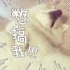 猫咪 可爱 大闹 别搞我