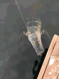 河水 怪物 惊讶 逃跑