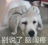 萌宠 汪星人 别说了 脑阔痛 搞怪 呆萌