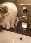 猫咪 可爱 喝水 萌宠