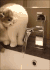 猫咪 可爱 喝水 萌宠