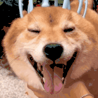萌宠 汪星人 柴犬 按摩 动图