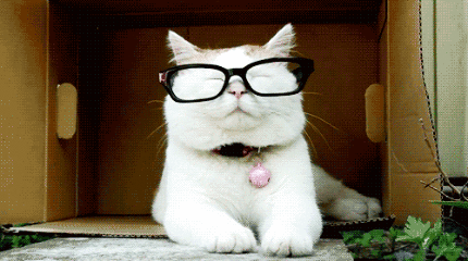 眼镜 小猫 搞笑