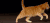 猫 喵星人 宠物 萌 可爱