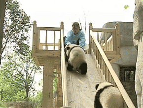 熊猫 滑滑梯 翻跟头 可爱