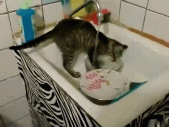猫咪 洗面盆 流水 可爱