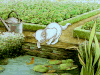 猫咪 鱼 玩耍 水面