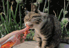 萌宠 猫 吃货