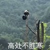萌宠 熊猫 高处不胜寒 无奈 搞怪 呆萌