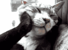 无奈 捧脸 喵星人 猫咪 嫌弃 萌宠 猫