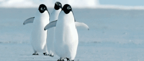 企鹅 笨重 行走 搞笑 萌萌哒