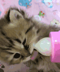萌星人 猫咪 可爱 萌宠 猫星人