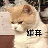 萌宠 猫星人 嫌弃 离我远点 搞怪 逗