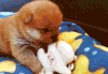 柴犬 宝宝 可爱 软萌 萌萌哒
