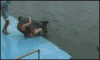 海豚 dolphin