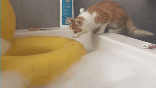 猫猫 小黄鸭 洗澡 呆萌