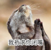 魔性 搞怪 大杂烩 文字表情包 逗
