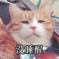 猫咪 眯眼 没睡醒 可爱