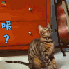 萌宠 猫 咦 蒙圈 猫咪 soogif soogif出品
