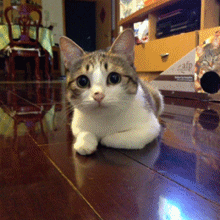 猫咪 地板 看什么呢 摇头