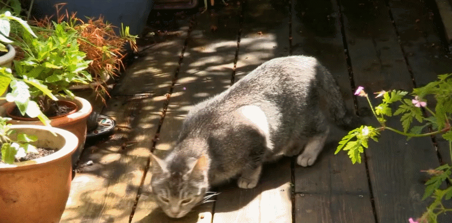 对猫的发现 寻觅 猫咪 纪录片 阳光