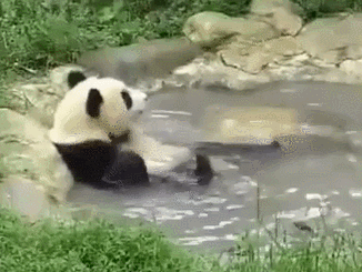 熊猫 洗澡 国宝 可爱