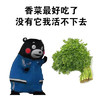 熊本熊 萌宠 香菜最好吃 没它我活不了