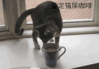 猫咪 窗台 咖啡 鉴定猫屎咖啡