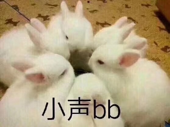 兔子 白毛 可爱 小生bb