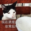 萌宠 猫星人 现在就是后悔 非常后悔 呆萌 可爱