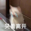 萌宠 猫星人 哭着离开 难受 呆萌 可爱