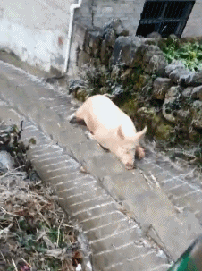 猪猪 滑行 搞笑 可爱