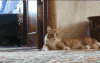 猫咪 站起来 走路 厉害了