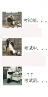 搞笑 额 萌 gif